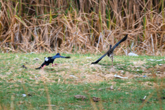 Porphyrio madagascariensis