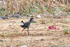 Porphyrio madagascariensis