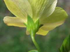 Linum medium texanum