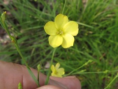 Linum medium texanum