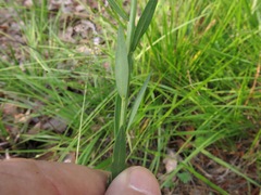Linum medium texanum