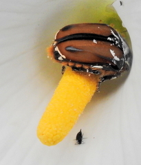 Trichostetha signata