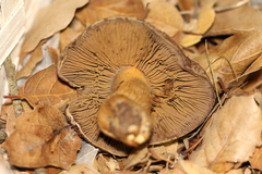 Cortinarius cotoneus