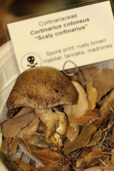 Cortinarius cotoneus