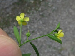 Linum striatum