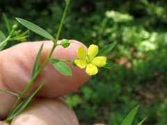 Linum striatum