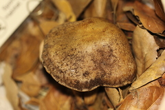 Cortinarius cotoneus