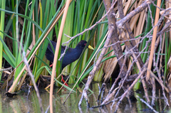 Zapornia flavirostra