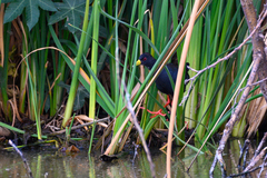 Zapornia flavirostra