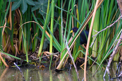 Zapornia flavirostra