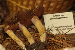 Cortinarius pinetorum