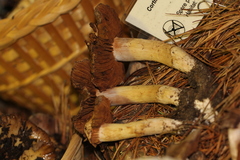 Cortinarius pinetorum