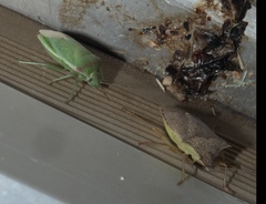 Thyanta custator accerra