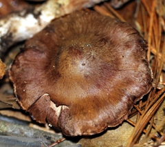 Cortinarius pinetorum