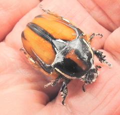 Trichostetha signata