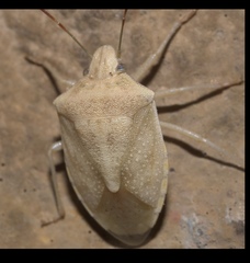 Thyanta custator accerra