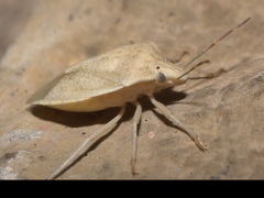 Thyanta custator accerra