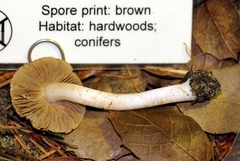 Inocybe albodisca