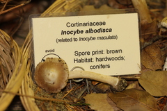 Inocybe albodisca