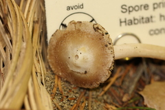 Inocybe albodisca