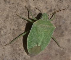 Thyanta custator accerra