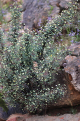 Euphorbia loricata