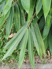 Schizostachyum pseudolima