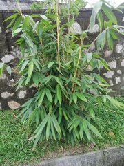 Schizostachyum pseudolima
