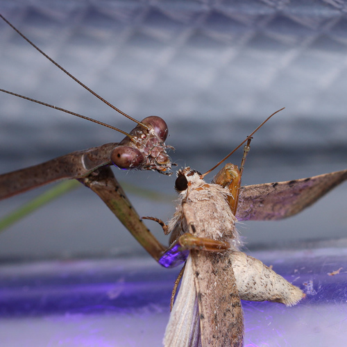 Carolina mantis