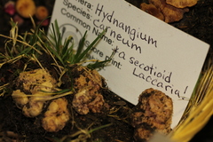 Hydnangium carneum