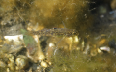Redigobius macrostoma