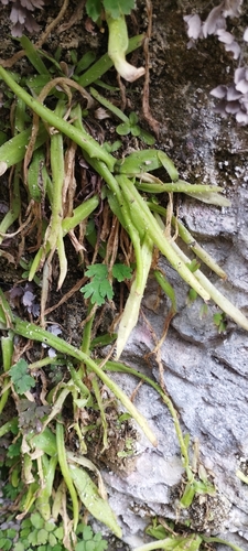 Pinguicula vallisneriifolia