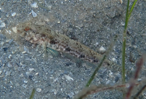 Spottail Goby (Ctenogobius stigmaturus) — Gobiidae