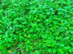 Marsilea minuta, photograph (c) HM Emon, some rights reserved (CC BY)