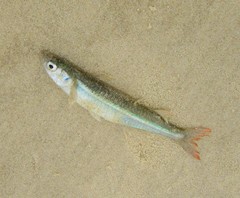Brazilian Silverside photo 2