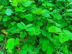 Marsilea minuta, photograph (c) HM Emon, some rights reserved (CC BY)