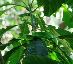 Trimeresurus popeiorum