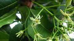 Acronychia pedunculata