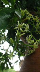 Acronychia pedunculata