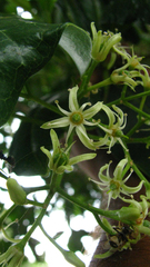 Acronychia pedunculata