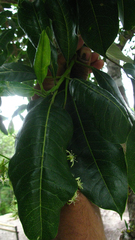 Acronychia pedunculata