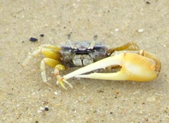 Leptuca leptodactyla