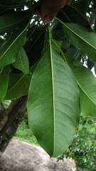 Acronychia pedunculata