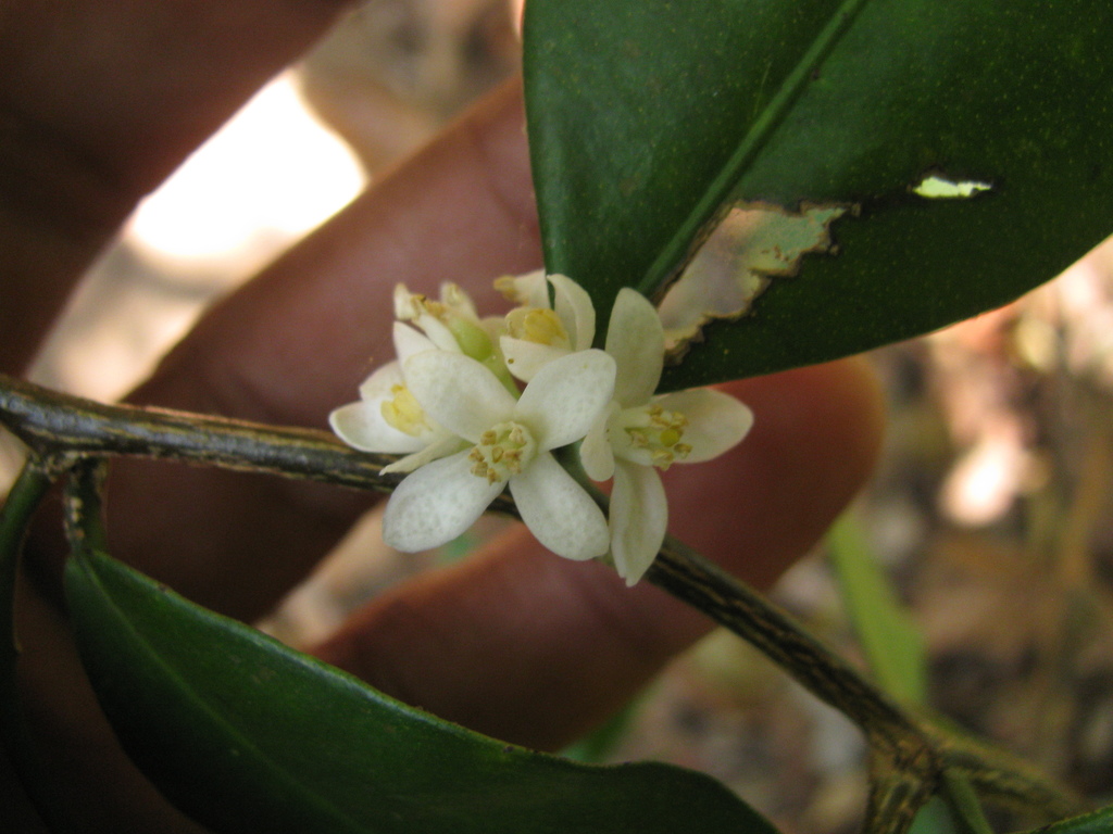 Atalantia wightii