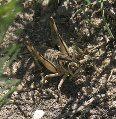 Pediodectes stevensonii