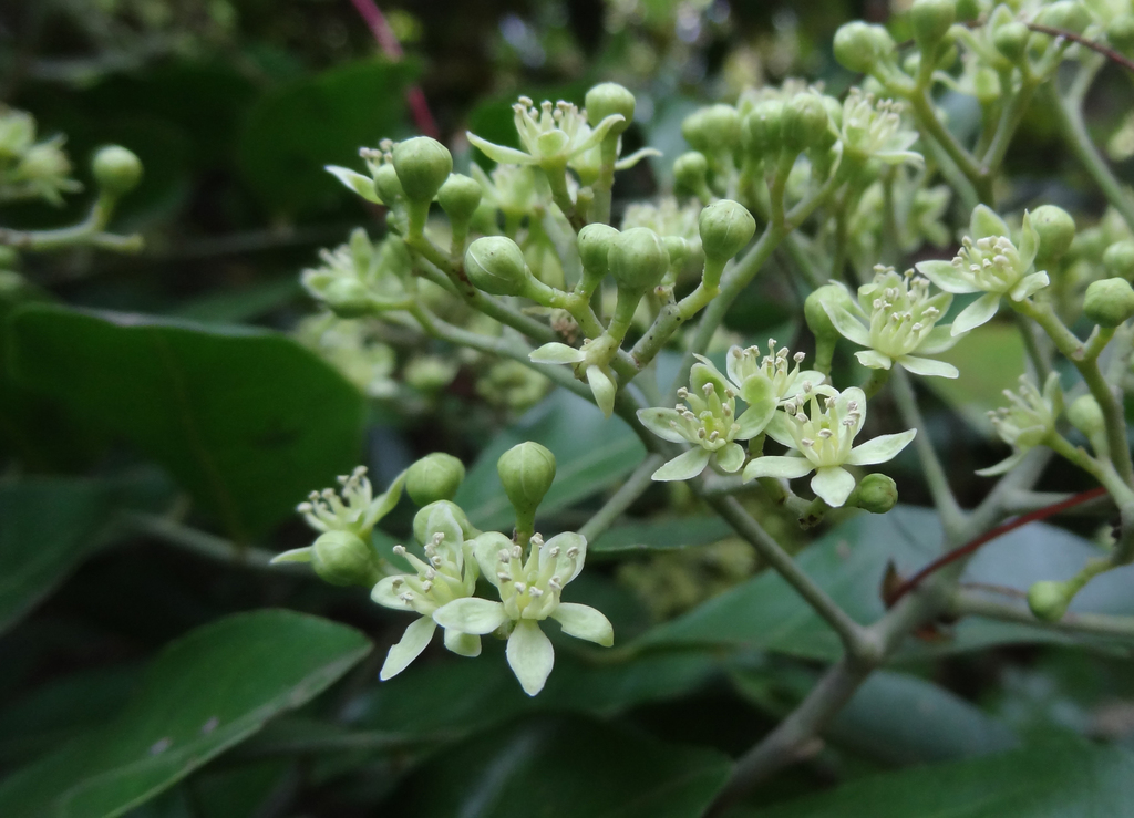 Clausena indica (Clausena indica)