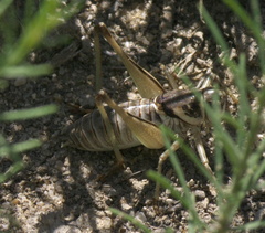 Pediodectes stevensonii