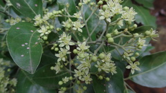 Clausena indica