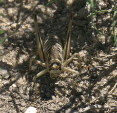 Pediodectes stevensonii