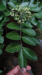 Clausena indica